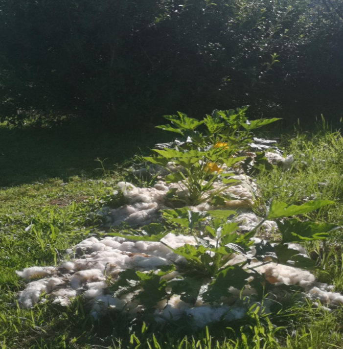 Gartenansicht 3